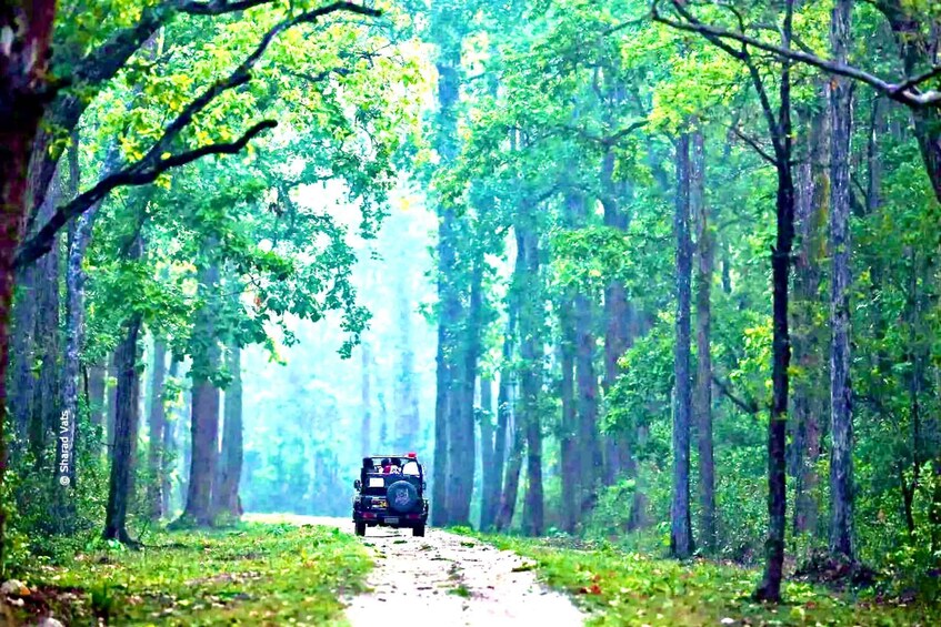 Picture 1 for Activity Gujarat: Gir National Park Guided Jeep Safari