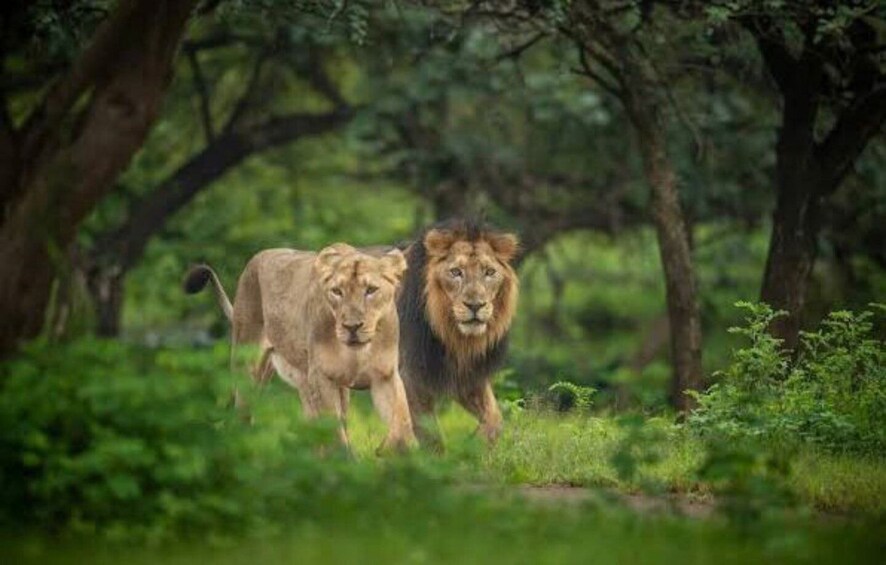 Picture 3 for Activity Gujarat: Gir National Park Guided Jeep Safari