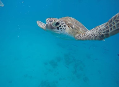 ブリッジタウン野生動物保護区ツアーとカーライル湾クルーズ