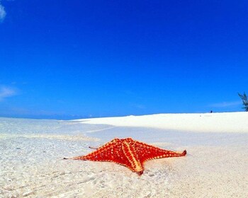 George Town: Starfish Point Beach Guided Tour with Transfer