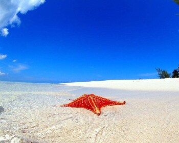 George Town: Starfish Point Beach Guided Tour with Transfer