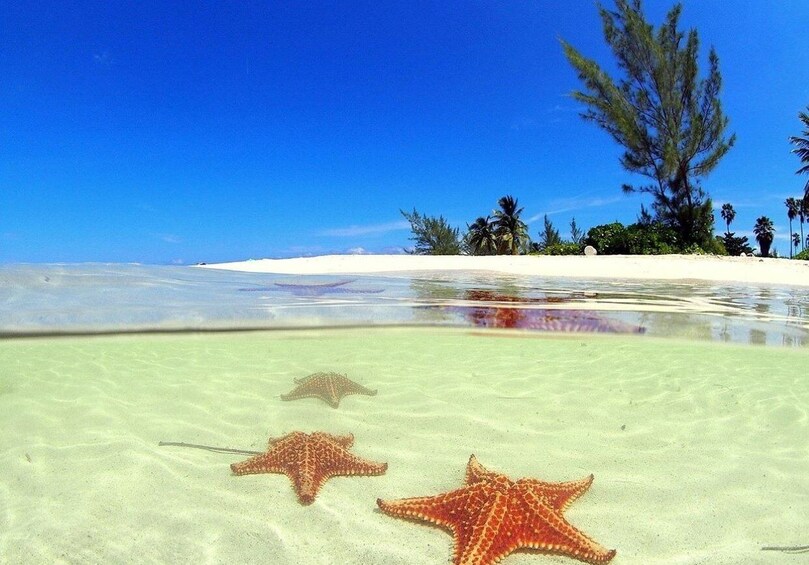 Picture 1 for Activity George Town: Starfish Point Beach Guided Tour with Transfer