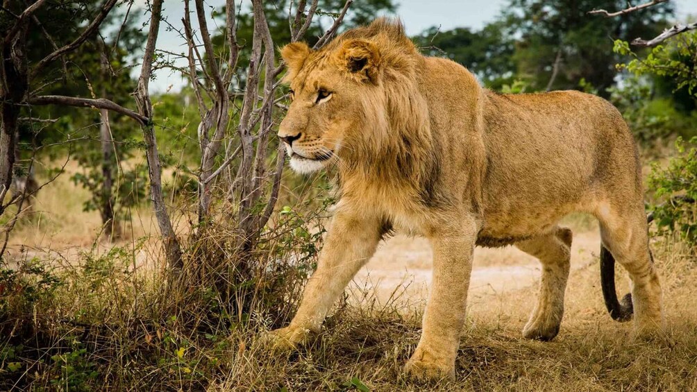 Picture 7 for Activity 2 days murchison falls national park