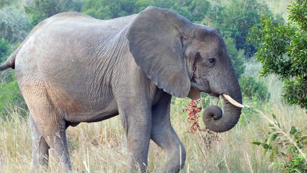 Picture 8 for Activity 2 days murchison falls national park