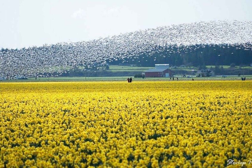 Picture 2 for Activity From Seattle:Tulip Festival at Skagit Valley and La Conner