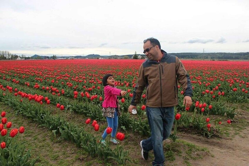 Picture 3 for Activity From Seattle:Tulip Festival at Skagit Valley and La Conner