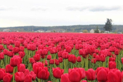 จากซีแอตเทิล: เทศกาลทิวลิปที่ Skagit Valley และ La Conner