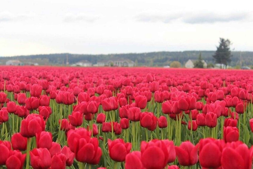 From Seattle:Tulip Festival at Skagit Valley and La Conner