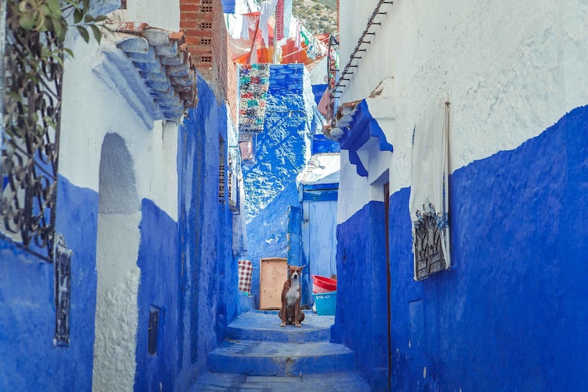 Chefchaouen Day Trip from Fez (Shared Group Tour)