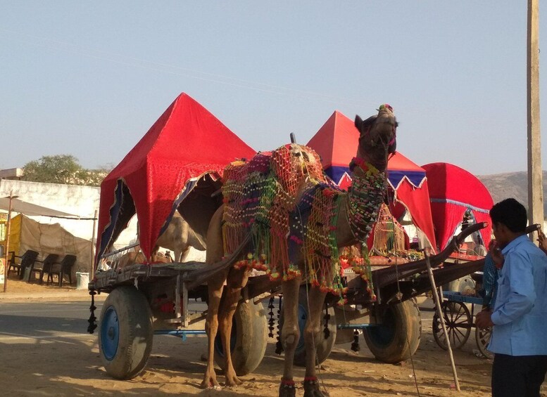 Picture 2 for Activity From Jaipur: Ajmer and Pushkar Private Tour By Ac Car