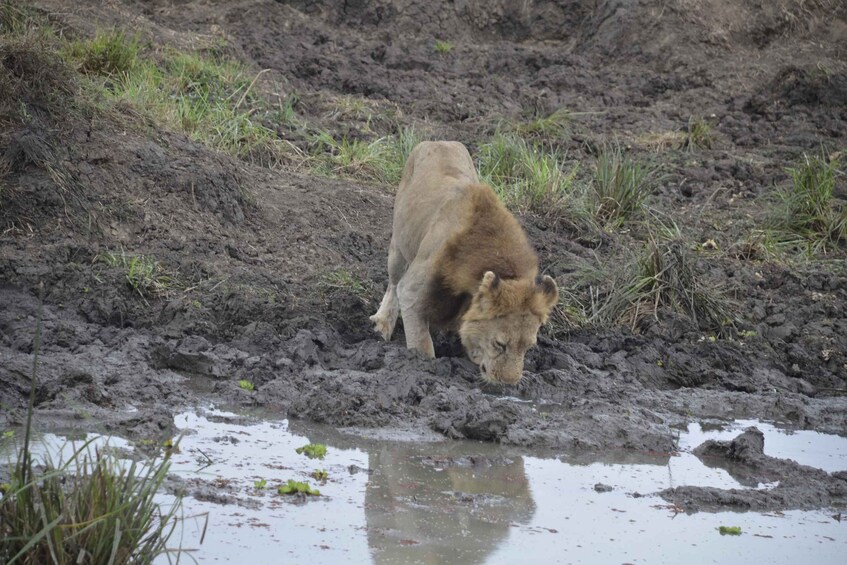 Picture 3 for Activity From Zanzibar-Day Trip To Mikumi National Park With Flight