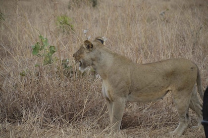 From Zanzibar-Day Trip To Mikumi National Park With Flight