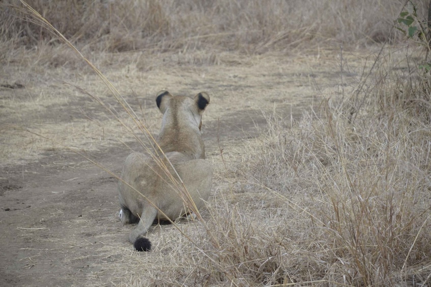 Picture 2 for Activity From Zanzibar-Day Trip To Mikumi National Park With Flight