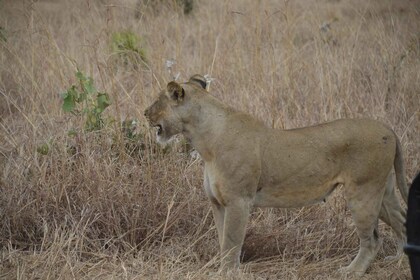 ザンジバル発-ミクミ国立公園へのフライト付き日帰り旅行