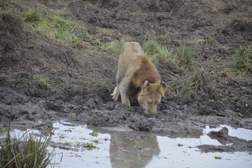 Picture 3 for Activity From Zanzibar-Day Trip To Mikumi National Park With Flight