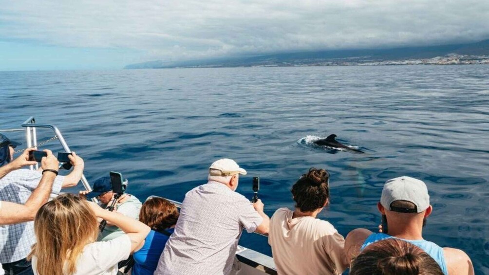 Picture 9 for Activity Los Cristianos: Eco Yacht Whale Watching Tour at Sunset