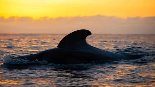 Los Cristianos: Eco Yacht Whale Watching Tour at Sunset