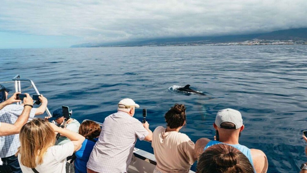 Picture 9 for Activity Los Cristianos: Eco Yacht Whale Watching Tour at Sunset