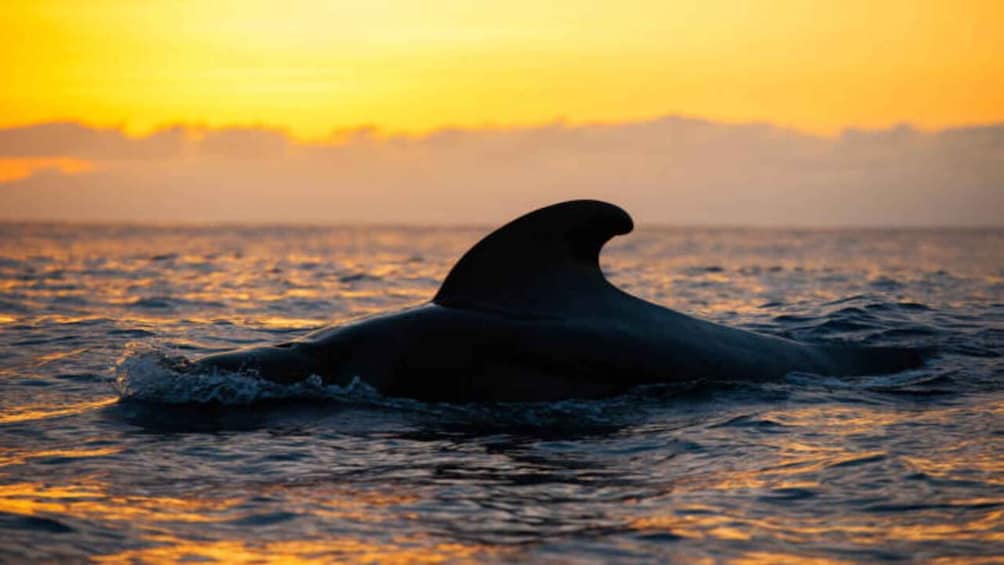 Los Cristianos: Eco Yacht Whale Watching Tour at Sunset