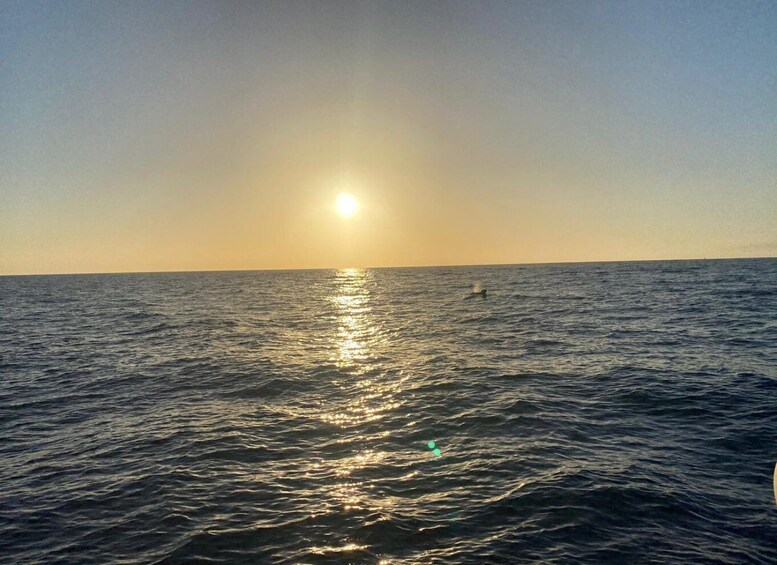 Picture 4 for Activity Los Cristianos: Sunset tour ecoyacht whales watching
