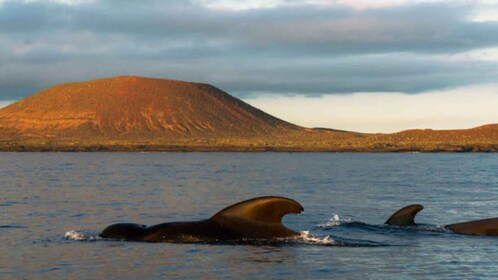 Los Cristianos: Eco Yacht Whale Watching Tour al capvespre