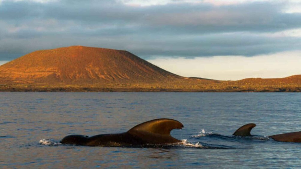 Picture 6 for Activity Los Cristianos: Eco Yacht Whale Watching Tour at Sunset