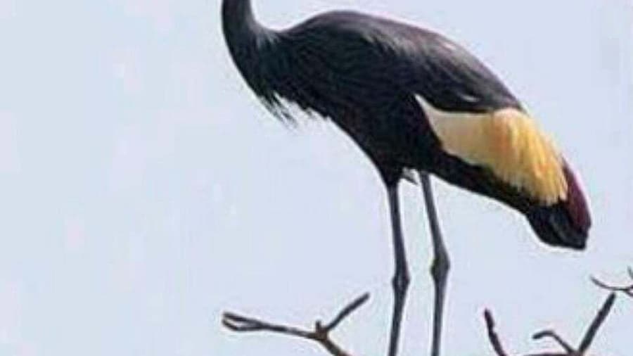Overnight Birdwatching tour