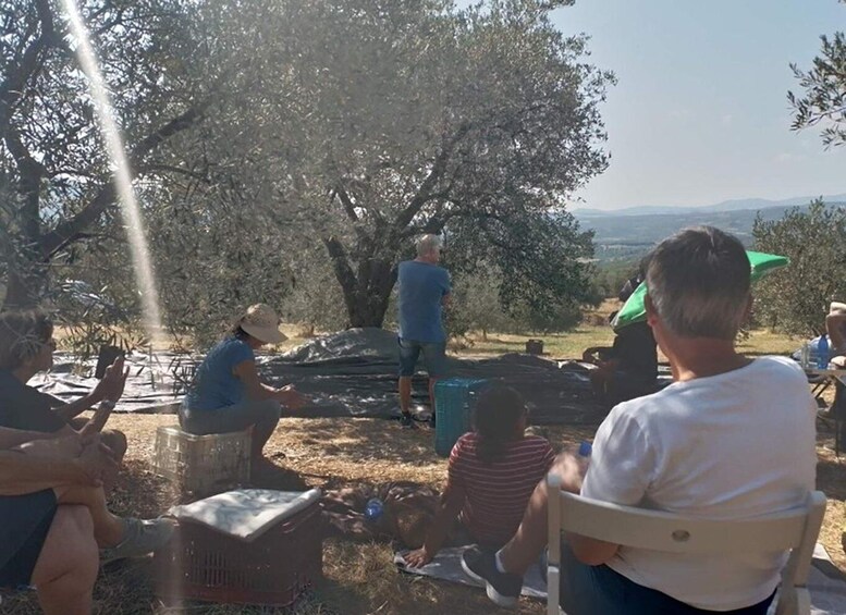 Picture 4 for Activity Olive oil tasting with seminar in Metaggitsi - Halkidiki.