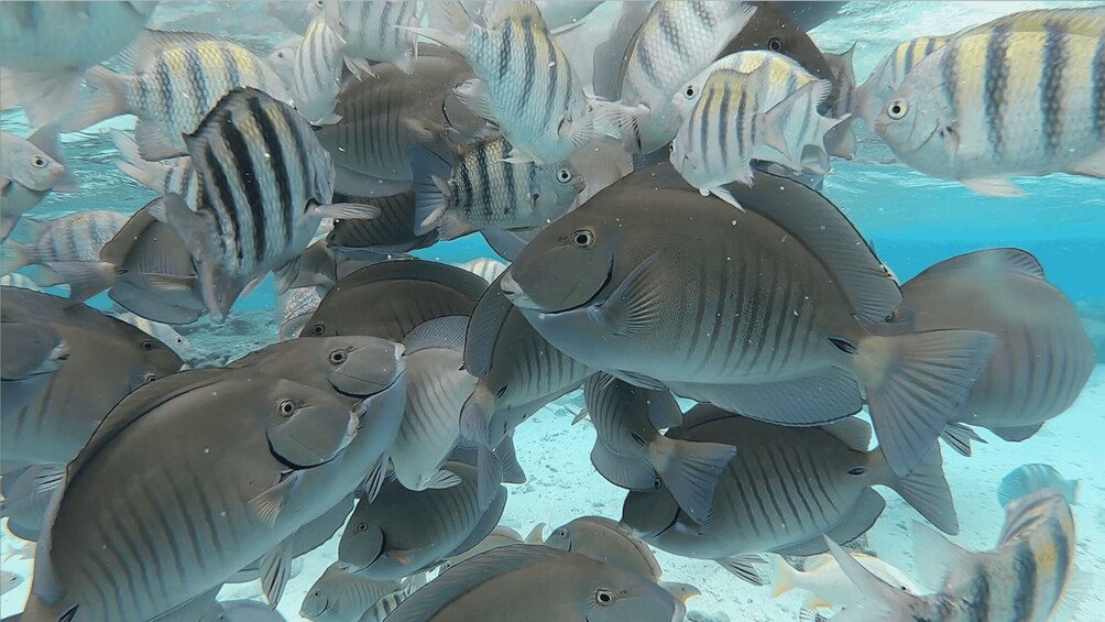 Picture 1 for Activity San Andres: Boat Tour to Cayo Acuario and Rocky Cay