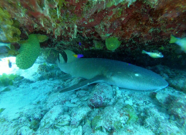 Picture 6 for Activity San Andres: Boat Tour to Cayo Acuario and Rocky Cay