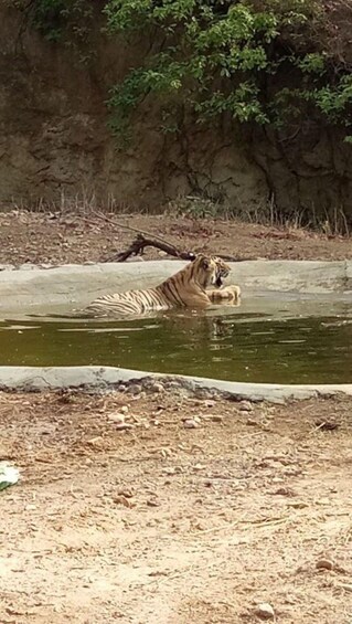 Picture 4 for Activity Ranthambore WildLife (tiger safari)Full Day Tour From Jaipur