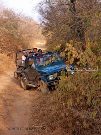 Picture 7 for Activity Ranthambore WildLife (tiger safari)Full Day Tour From Jaipur