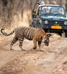 Ranthambore WildLife (safari tigre)Full excursion d’une journée From Jaipur