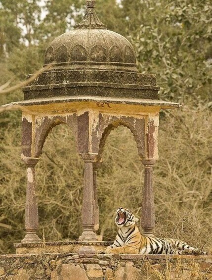 Picture 10 for Activity Ranthambore WildLife (tiger safari)Full Day Tour From Jaipur