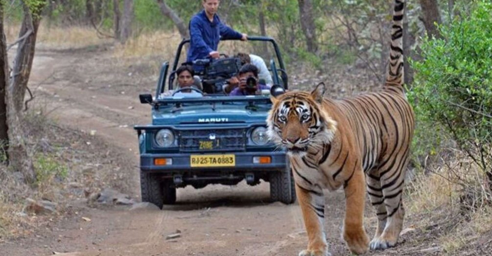 Picture 1 for Activity Ranthambore WildLife (tiger safari)Full Day Tour From Jaipur