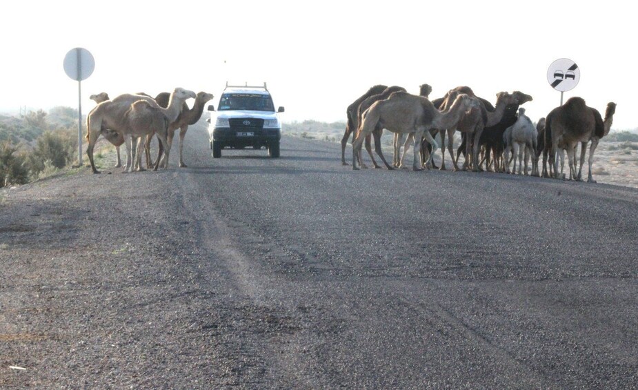Picture 22 for Activity From Djerba Midun: Private 5-Day Star Wars Tour
