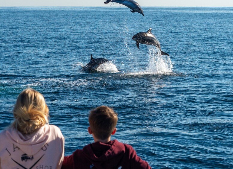 Picture 5 for Activity Dana Point Dolphin & Whale Watching With Underwater Viewing