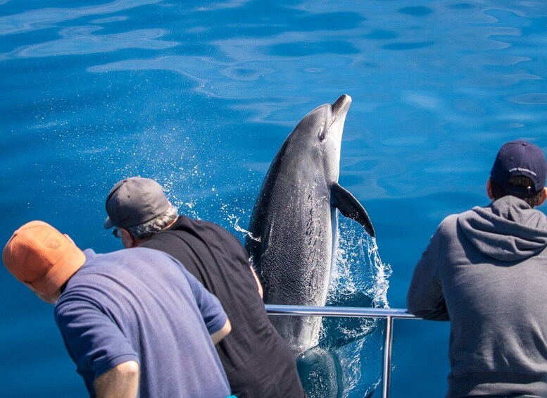 Picture 11 for Activity Dana Point Dolphin & Whale Watching With Underwater Viewing