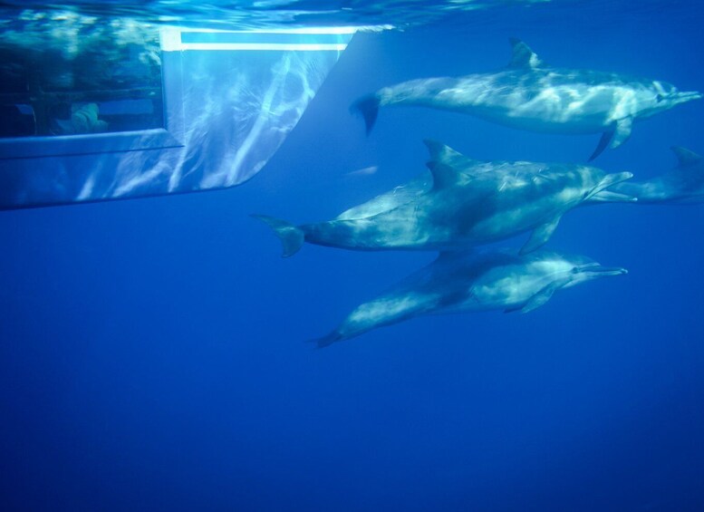 Picture 1 for Activity Dana Point Dolphin & Whale Watching With Underwater Viewing