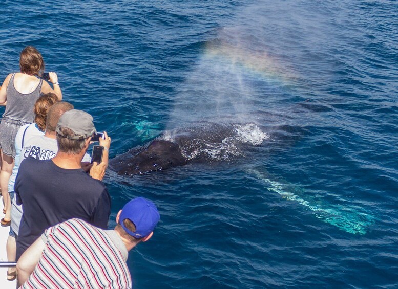 Picture 6 for Activity Dana Point Dolphin & Whale Watching With Underwater Viewing