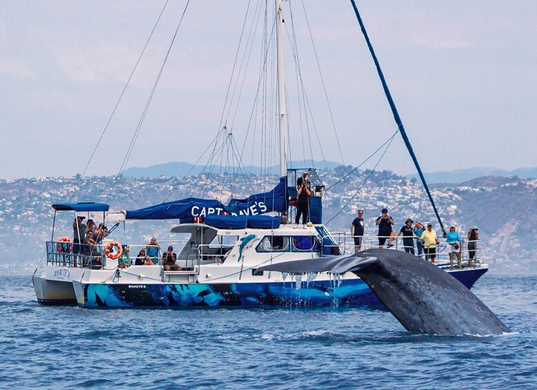 Dana Point Dolphin & Whale Watching With Underwater Viewing