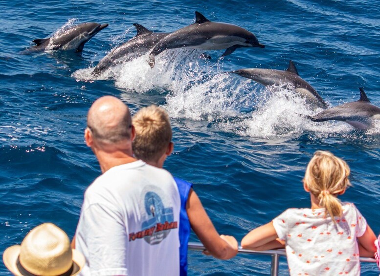 Picture 13 for Activity Dana Point Dolphin & Whale Watching With Underwater Viewing