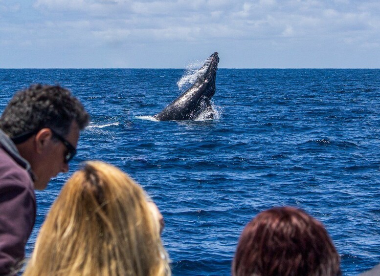 Picture 2 for Activity Dana Point Dolphin & Whale Watching With Underwater Viewing