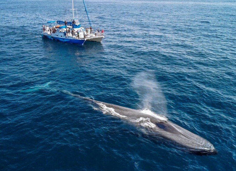 Picture 4 for Activity Dana Point Dolphin & Whale Watching With Underwater Viewing