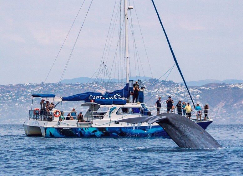 Dana Point Dolphin & Whale Watching With Underwater Viewing