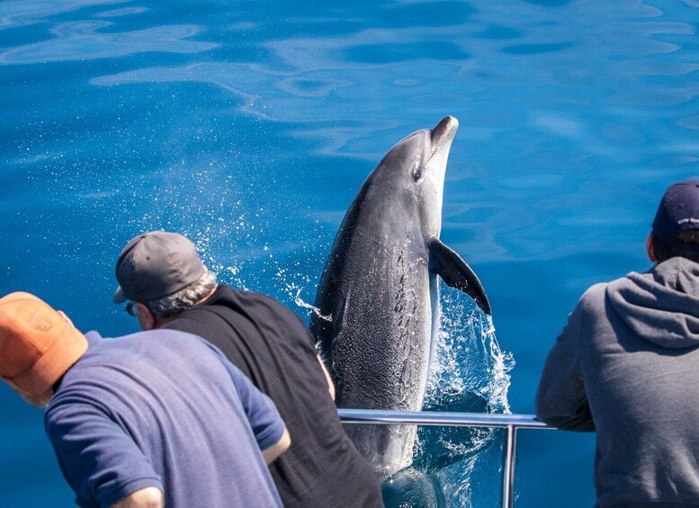 Picture 11 for Activity Dana Point Dolphin & Whale Watching With Underwater Viewing