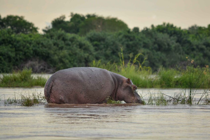 Picture 4 for Activity Zanzibar: 9-Day Beach & Safari Holiday Zanzibar Nyerere N.P.