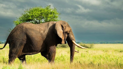 From Zanzibar: 3-Day Northern Circuit Safari with Flights