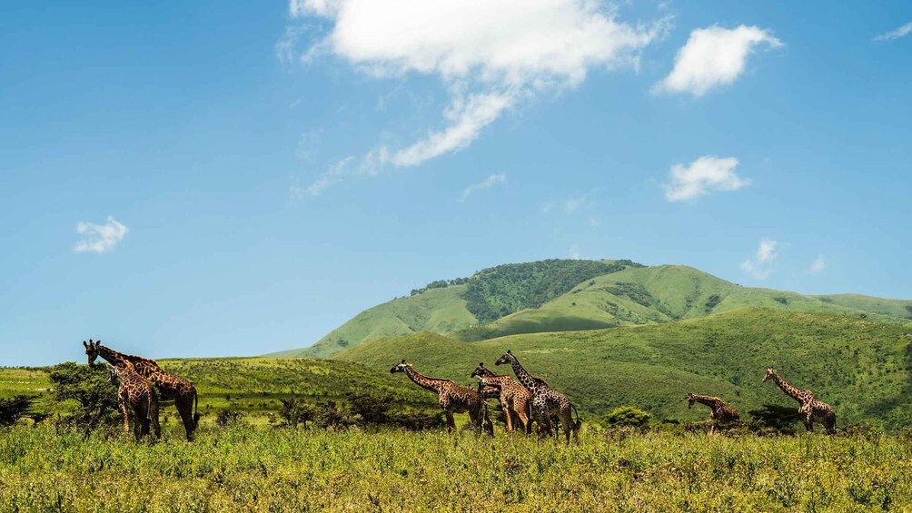 Picture 12 for Activity From Zanzibar: 3-Day Northern Circuit Safari with Flights