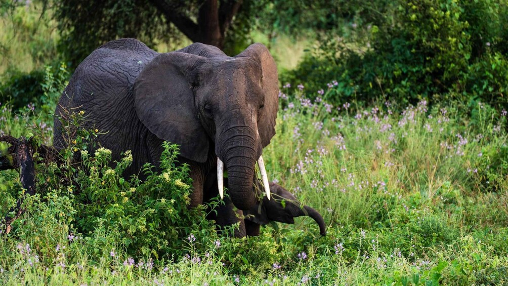 Picture 15 for Activity From Zanzibar: 3-Day Northern Circuit Safari with Flights